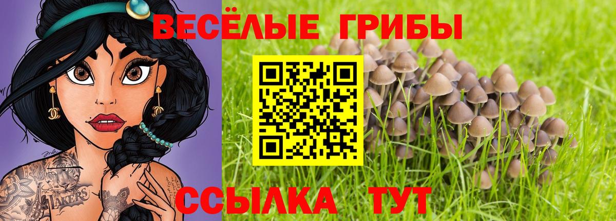 Псилоцибиновые грибы Psilocybine cubensis Горячий Ключ
